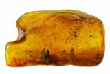 Detailed Fossil Wasp (Hymenoptera) & Thuja Foliage In Baltic Amber #135075-1